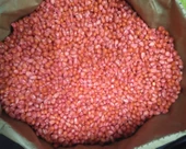 Mısır Tohumu Süt Mısır 100 Gr Mas Yaklaşık 300 Adet - 7