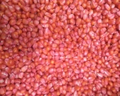 Mısır Tohumu Süt Mısır 100 Gr Mas Yaklaşık 300 Adet - 1