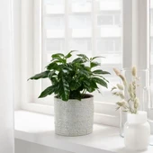 IKEA Chıafrön 12 Cm Stoneware Dekoratif Beyaz Saksı - 2