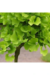 Ginkgo Biloba Fidanı 1 Yaş - 1