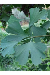 Ginkgo Biloba Yaprağı 100 gr Taze Yaprak - 1