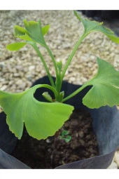 Ginkgo Biloba Fidanı 1 Yaş - 2