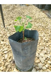Ginkgo Biloba Fidanı 1 Yaş - 3
