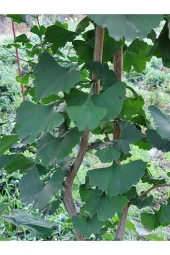 Ginkgo Biloba Yaprağı 100 gr Taze Yaprak - 2