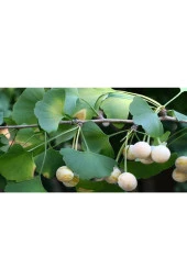 Ginkgo Biloba Yaprağı 100 gr Taze Yaprak - 3