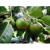 Black Sapote ( Çikolata Meyvesi Ağacı ) Fidanı 1 Yaş 15 Cm (2 ADET) - 1
