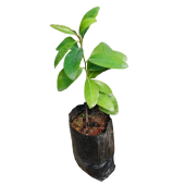Black Sapote ( Çikolata Meyvesi Ağacı ) Fidanı 1 Yaş 15 Cm (2 ADET) - 2