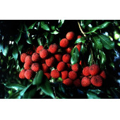 Liçi (lychee, Litchi) Fidanı 2 Yaş 15 Cm - 2