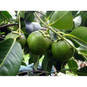 BLACK SAPOTE 3 YAŞ 40 CM - 2