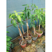 KEITT MANGO FİDANI (4 YAŞ 90 CM VE ÜZERİ) Saksılı - 2