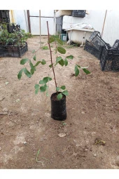 AŞISIZ KEÇİ BOYNUZU FİDANI 40 CM - 1