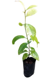 BLACK SAPOTE 3 YAŞ 40 CM - 1