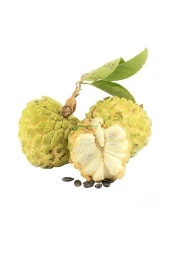 SUGAR APPLE FİDANI AŞISIZ 1 YAŞ 40 CM - 1