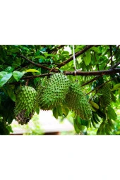 GRAVİOLA, SOURSOP (TARÇIN ELMASI) FİDANI 2 YAŞ 35 CM - 1