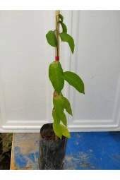 SUGAR APPLE FİDANI AŞISIZ 1 YAŞ 40 CM - 2