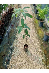 KEITT Mango Fidanı (3 YAŞ 90 CM VE ÜZERİ) - 2