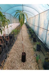 Palmer Mango Fidanı (4 YAŞ 90 CM VE ÜZERİ) - 3
