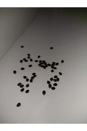 Passiflora Edilus Tohumu (50 Adet Taze Ve Çimlenme Garantili Tohum - 1