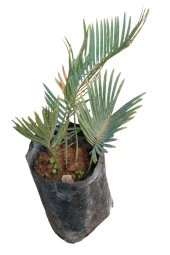 SİKAS BİTKİSİ 35 CM - 1