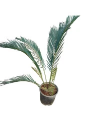 SİKAS BİTKİSİ 70 CM - 1