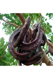 AŞISIZ KEÇİ BOYNUZU FİDANI 40 CM - 2