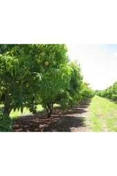 KEITT MANGO FİDANI (4 YAŞ 90 CM VE ÜZERİ) Saksılı - 1