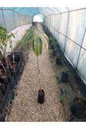 Palmer Mango Fidanı (4 YAŞ 90 CM VE ÜZERİ) - 4