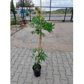 Aşılı Longan Fidanı (6 YAŞ 100 CM ÜZERİ) - 3