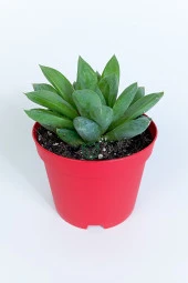 Haworthia Cuspidata yıldız sukulent star window yeşil gül 8.5 cm kırmızı saksıda - 1