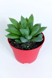 Haworthia Cuspidata yıldız sukulent star window yeşil gül 8.5 cm kırmızı saksıda - 2