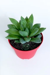 Haworthia Cuspidata yıldız sukulent star window yeşil gül 8.5 cm kırmızı saksıda - 3