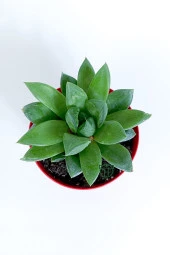 Haworthia Cuspidata yıldız sukulent star window yeşil gül 8.5 cm kırmızı saksıda - 4