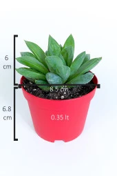 Haworthia Cuspidata yıldız sukulent star window yeşil gül 8.5 cm kırmızı saksıda - 5