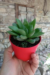 Haworthia Cuspidata yıldız sukulent star window yeşil gül 8.5 cm kırmızı saksıda - 6