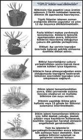 Yediveren Somon Kayısı Sarmaşık Gül Fidanı 5 Adet 15-25 Cm thumbnail 5