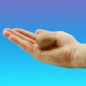 Düğme Kulp Mobilya Dolap Çekmece Kulpu Kulbu Plastik Kahverengi Ceviz Tek Vidalı Kulp thumbnail 3