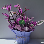 Pembe Telgraf Çiçeği (Tradescantia nanouk) - 1