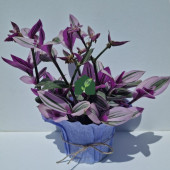 Pembe Telgraf Çiçeği (Tradescantia nanouk) - 3
