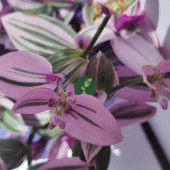Pembe Telgraf Çiçeği (Tradescantia nanouk) - 4