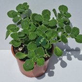Küba Kekiği (Plectranthus amboinicus (Lour.) Spreng) - 1