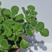 Küba Kekiği (Plectranthus amboinicus (Lour.) Spreng) - 2