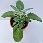 Anadolu Adaçayı (Salvia fruticosa) - 1