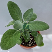 Anadolu Adaçayı (Salvia fruticosa) - 2