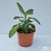 Anadolu Adaçayı (Salvia fruticosa) - 3