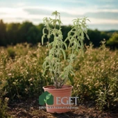 Anadolu Ada Çayı (Salvia fruticosa)- 1 lt Saksıda thumbnail 3