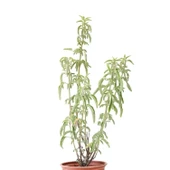 Anadolu Ada Çayı (Salvia fruticosa)- 1 lt Saksıda thumbnail 2