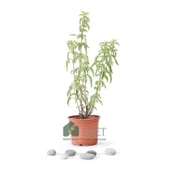 Anadolu Ada Çayı (Salvia fruticosa)- 1 lt Saksıda thumbnail 1