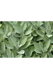 Adaçayı Fidanı Tüplü 1 Adet 10-20 Cm thumbnail 3