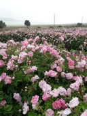 Sultan Kokulu Isparta Gül Fidanı 10-20 cm thumbnail 3