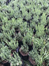 Lavanta Fidanı 5 Adet 15-25 Cm İntermedia thumbnail 3